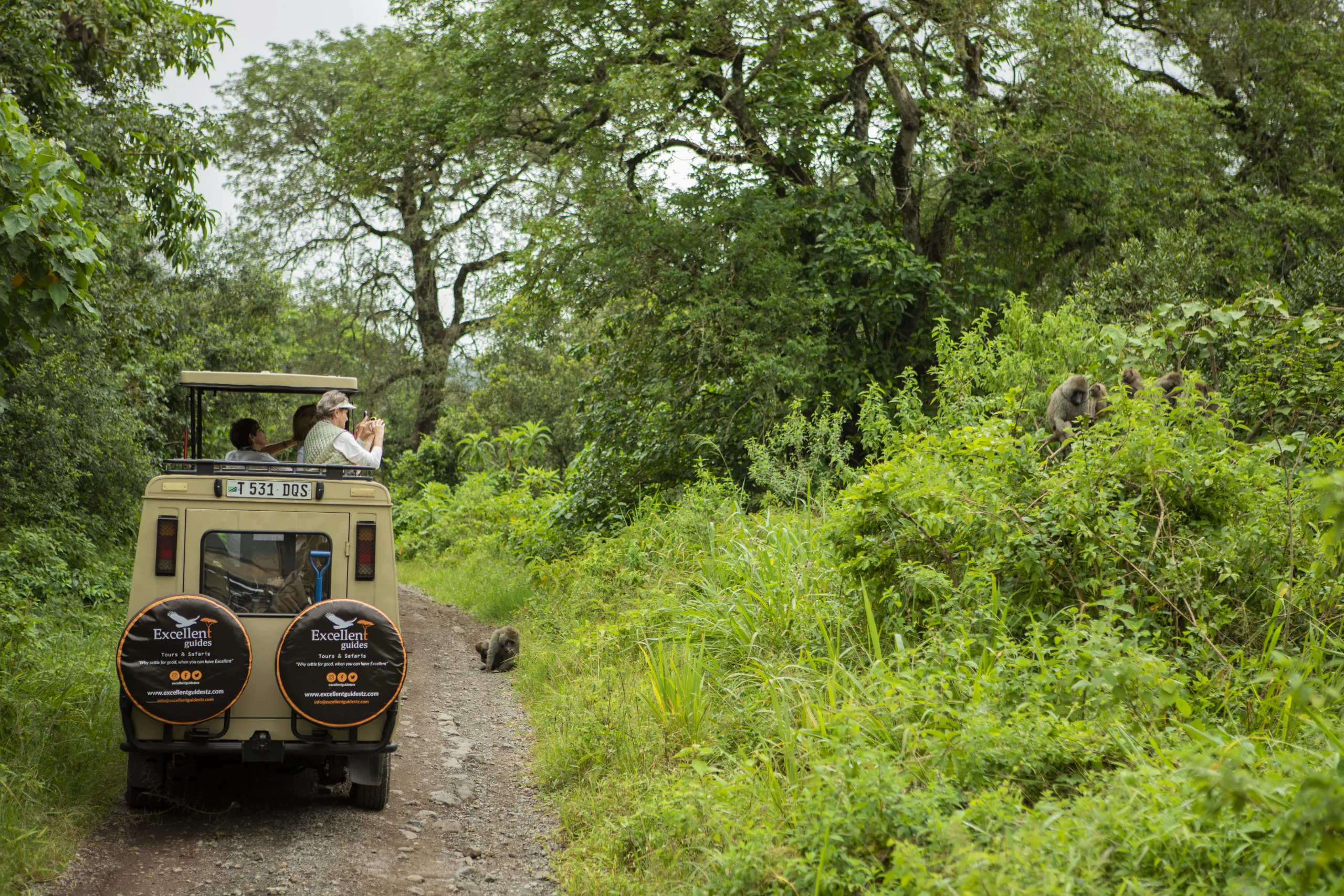 Safari vehicle and elephant on a forested northern Tanzania track