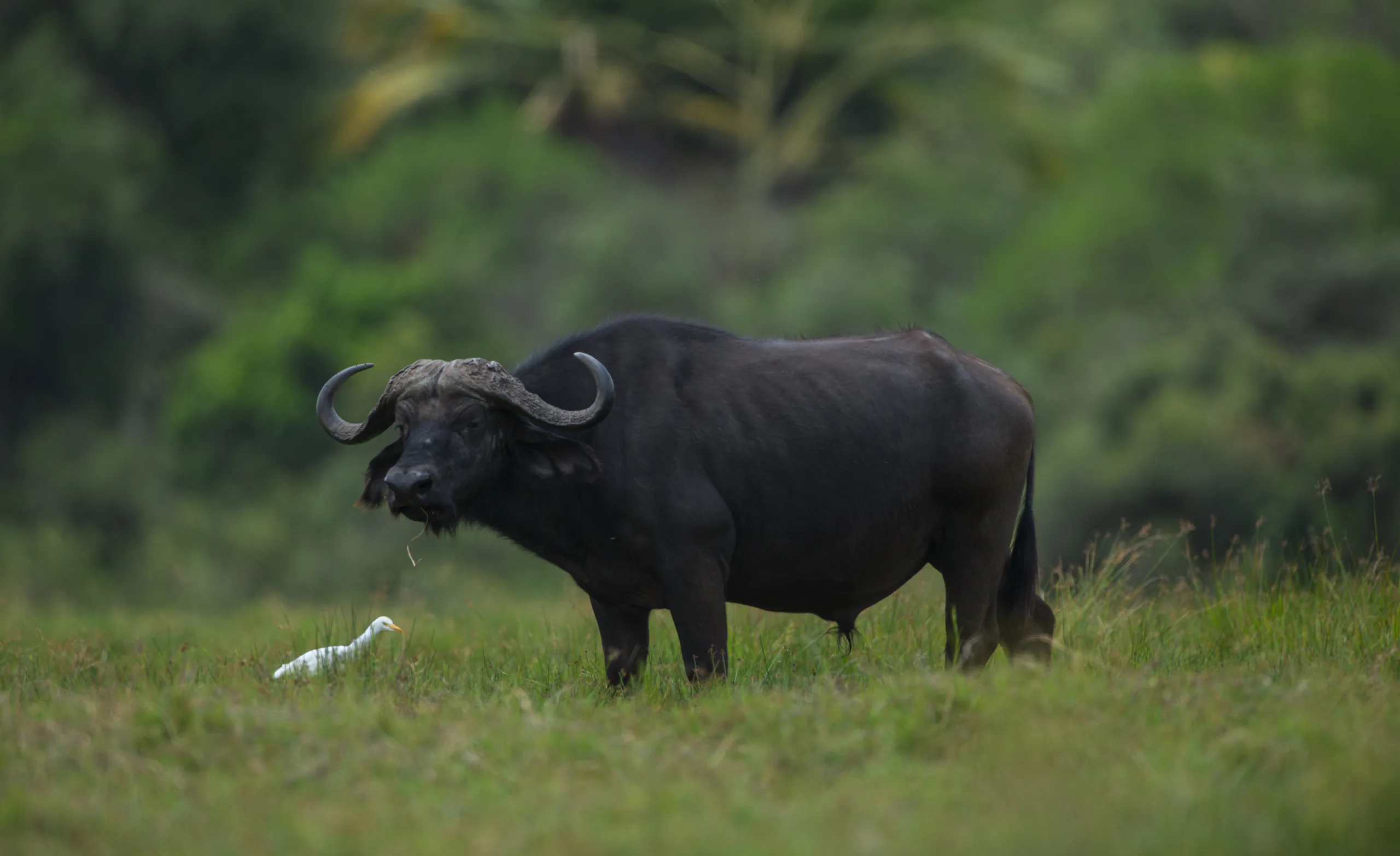 Wildlife beneath Mount Meru in Arusha National Park