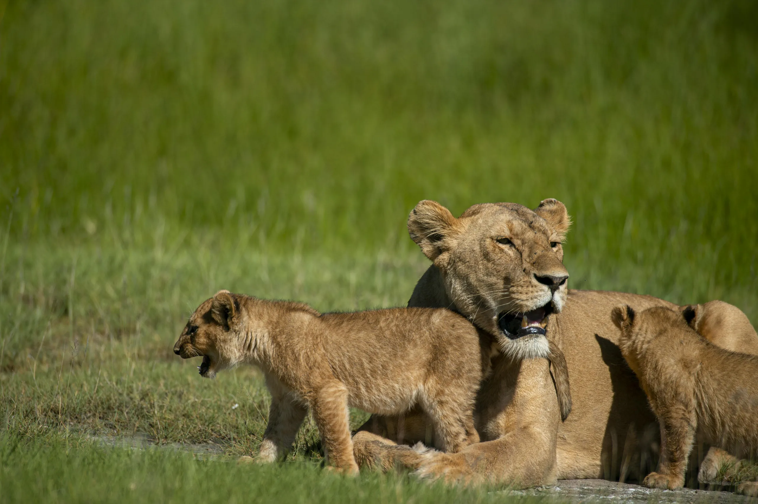 Family safari guests enjoying Tanzania together