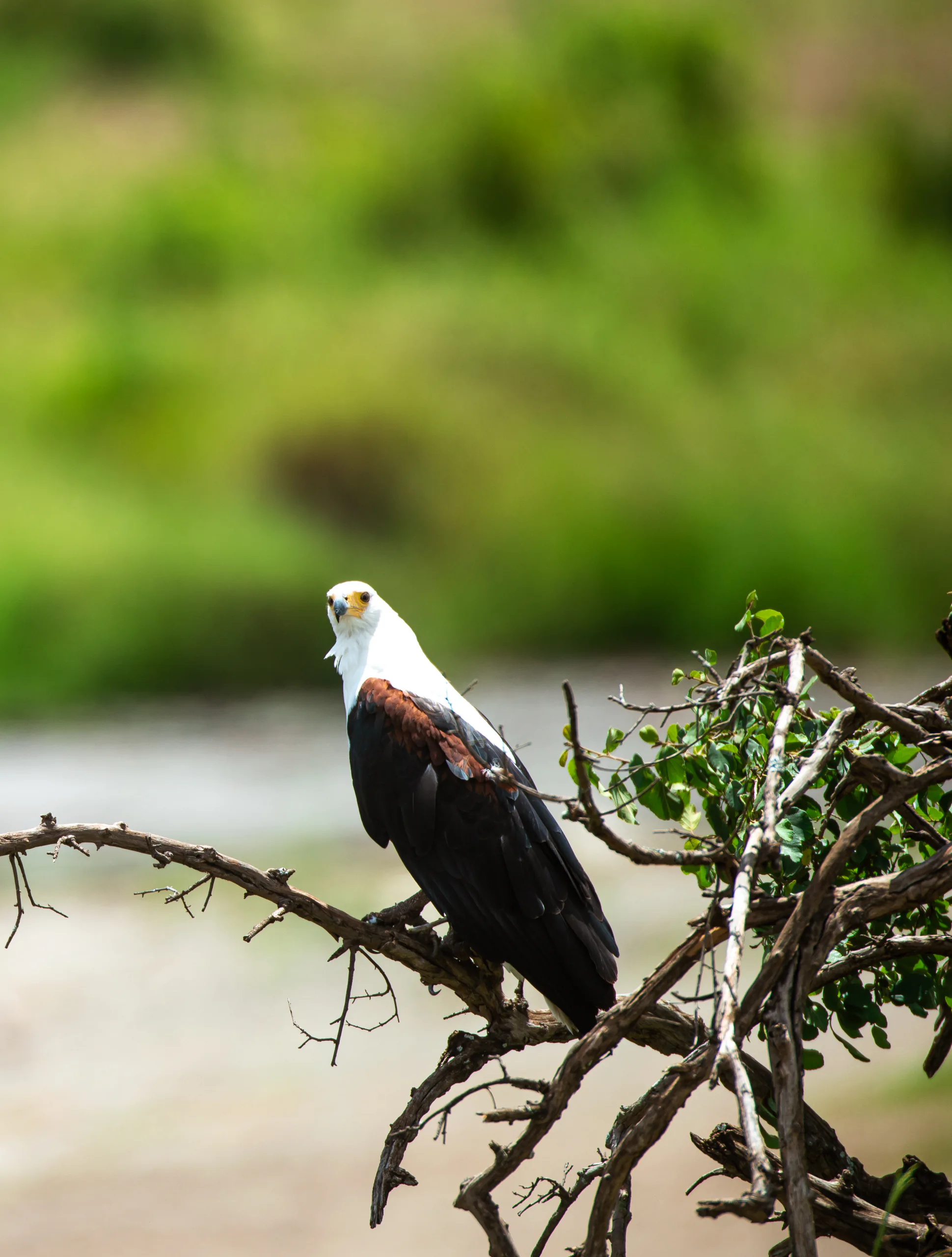 A falcon captured during a Tanzania photography safari