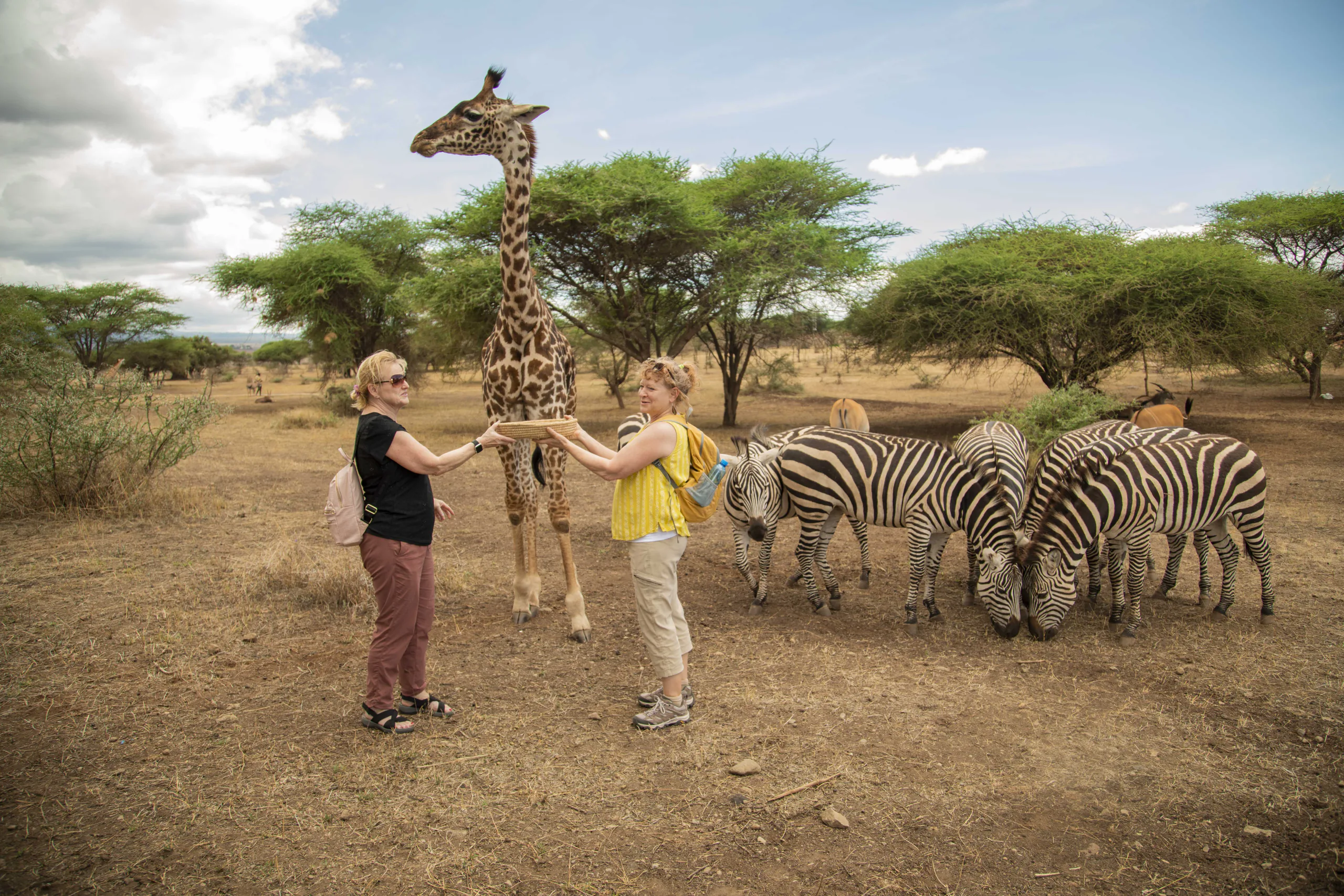 Guests sharing a wildlife moment among giraffes and zebras