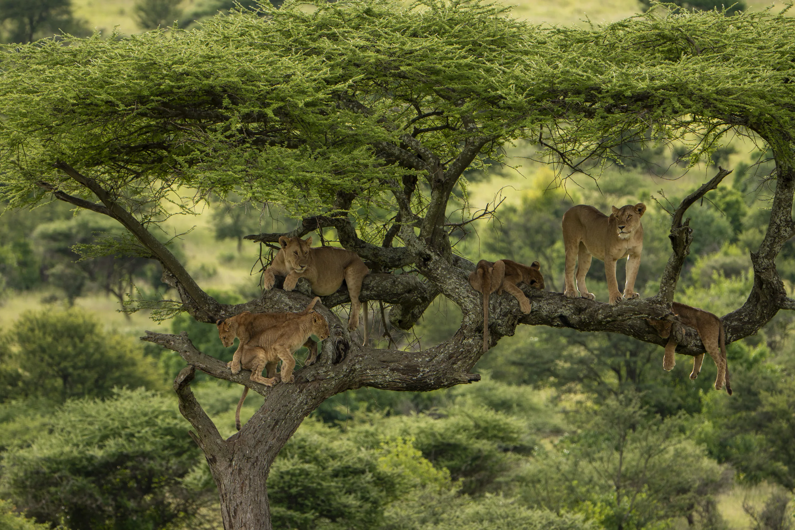 The lake and escarpment landscapes of Lake Manyara National Park