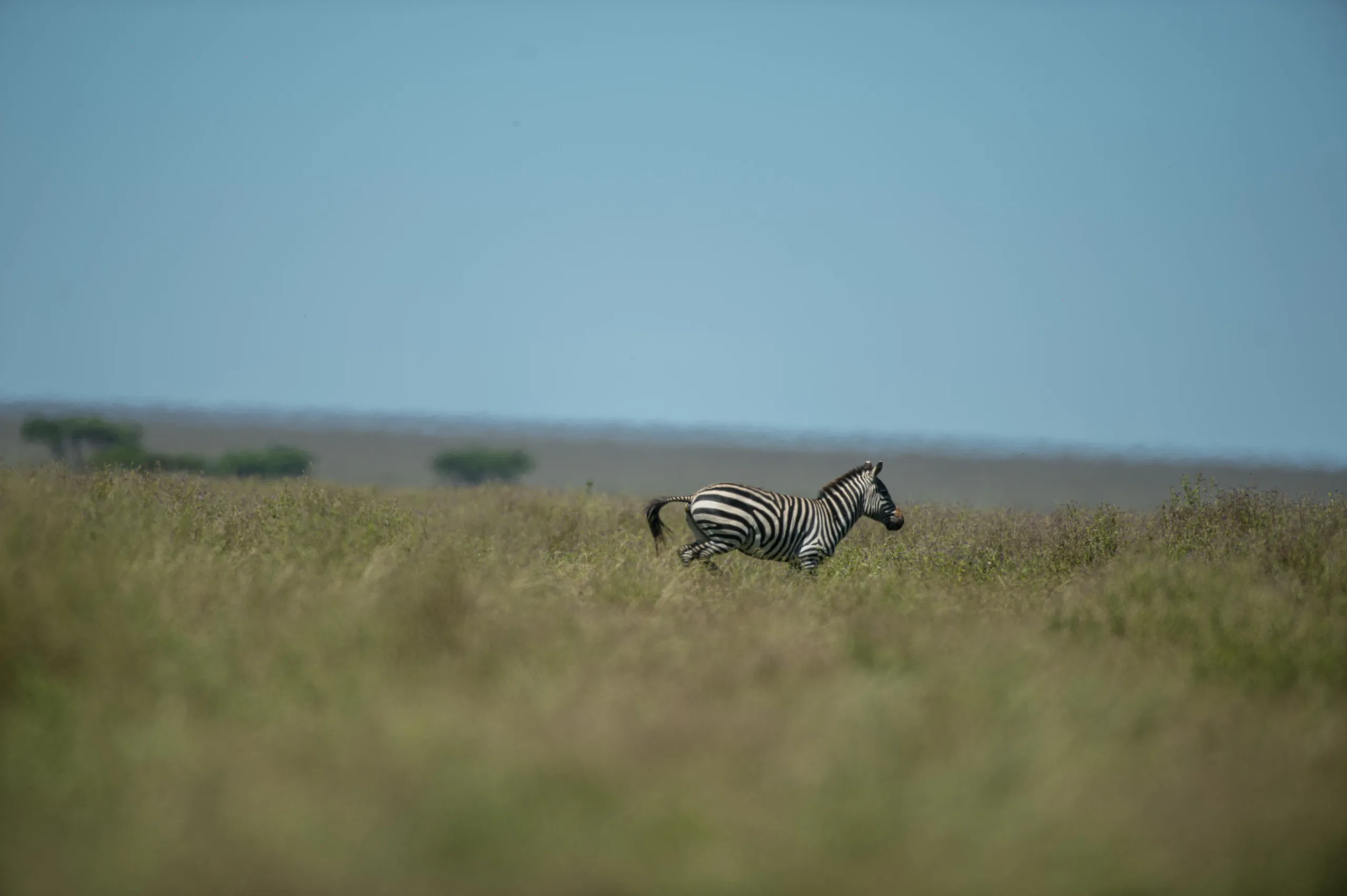 A zebra moving through the central Serengeti grasslands