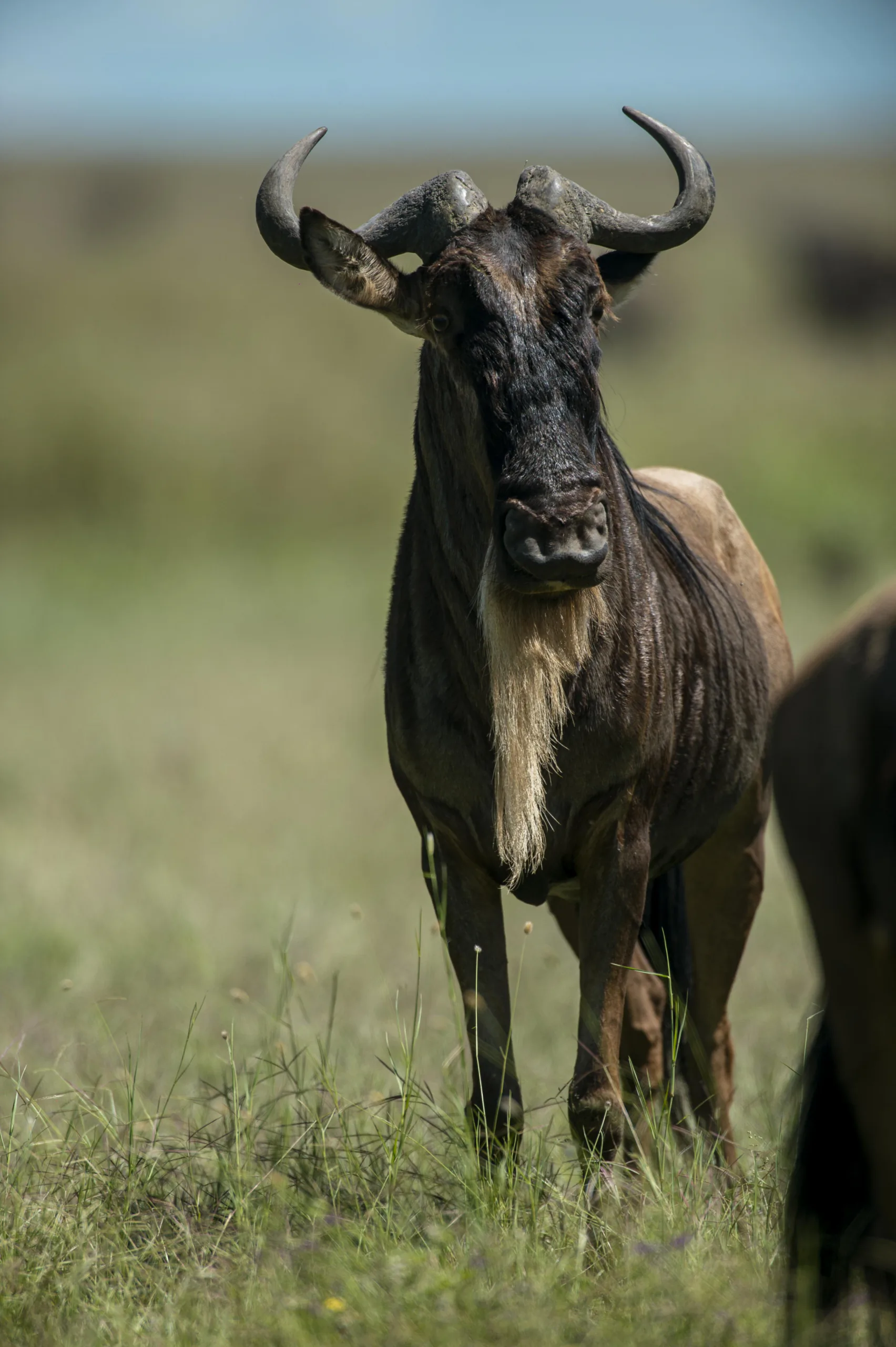 A wildebeest standing in the grasslands of the Serengeti