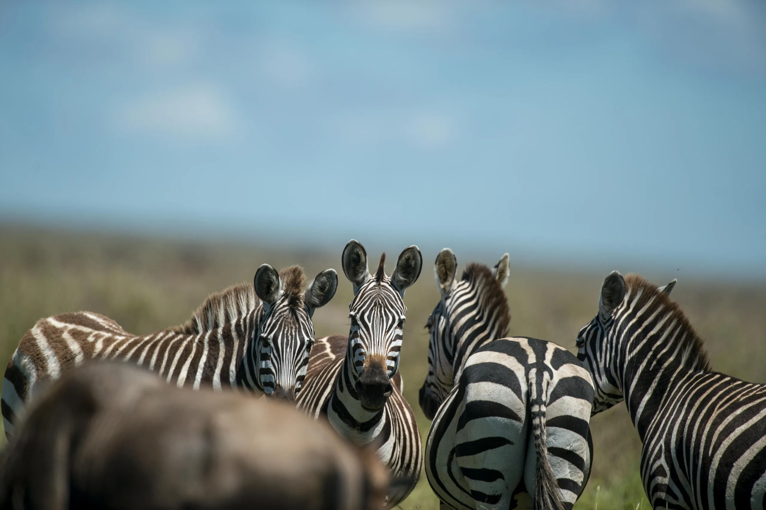 Wildebeest and zebra moving across the Serengeti plains
