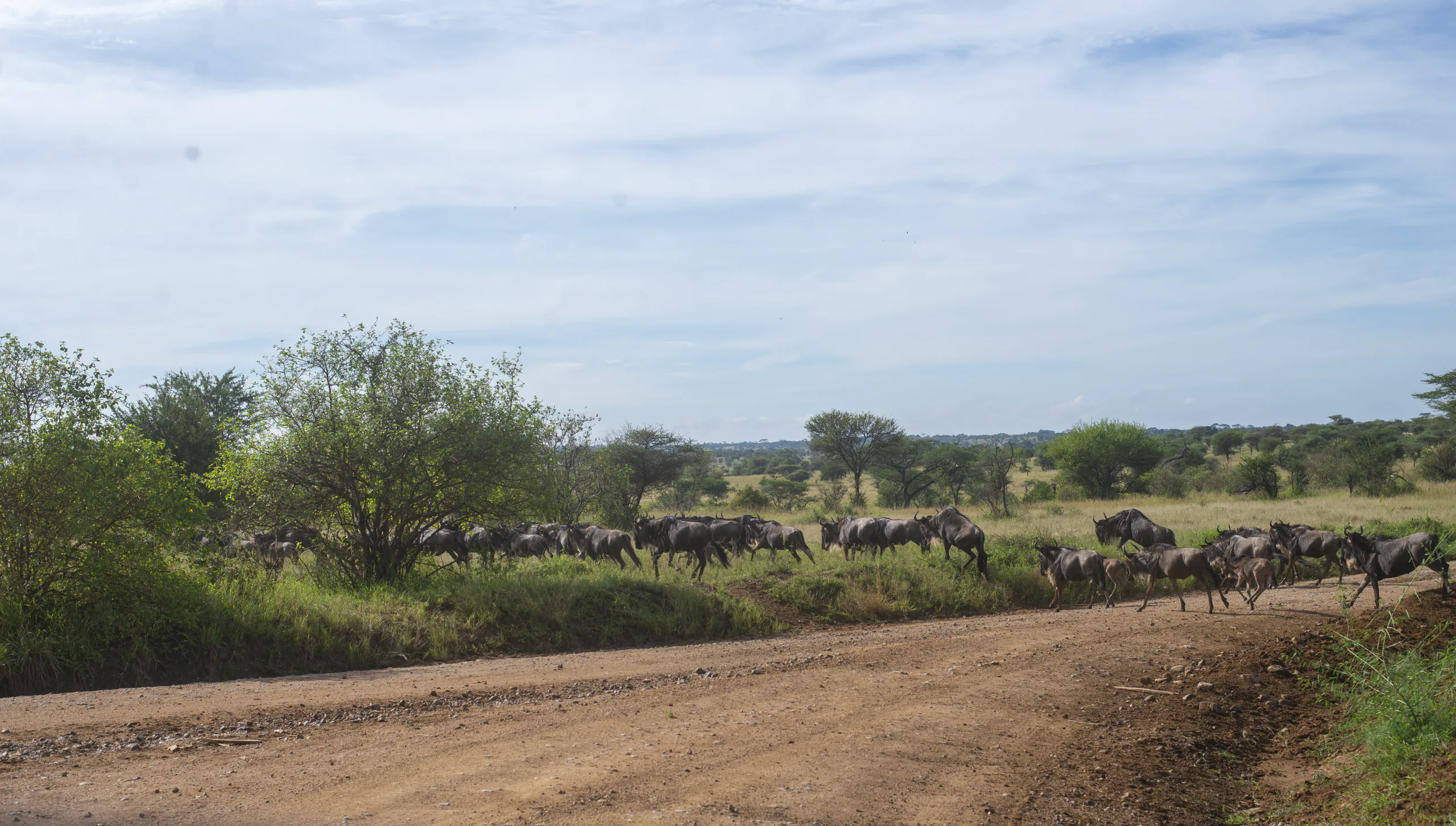 Wildebeest moving through the open grasslands of southern Serengeti