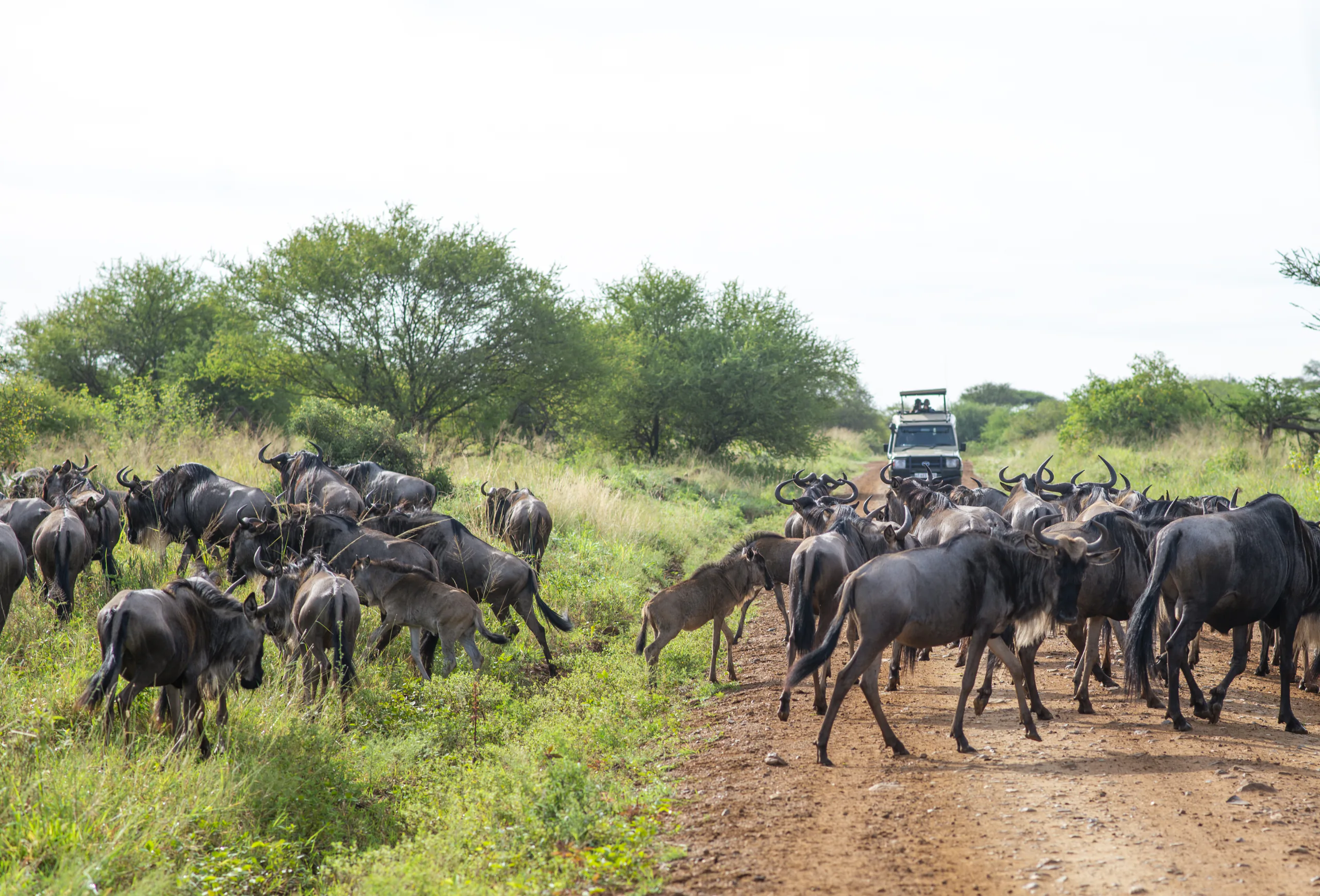 A vast wildebeest herd moving west across the Serengeti