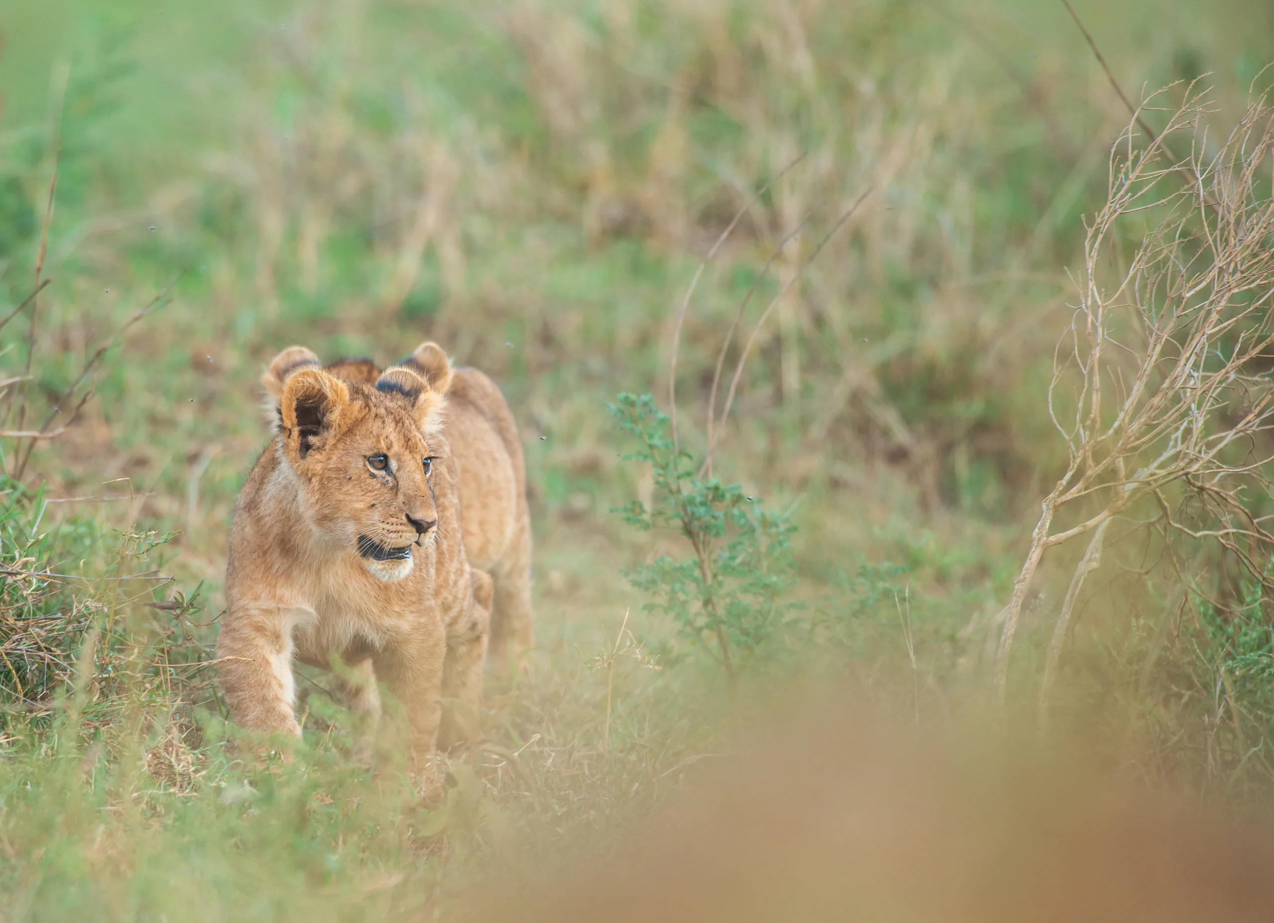 Guests enjoying a private safari in Tanzania
