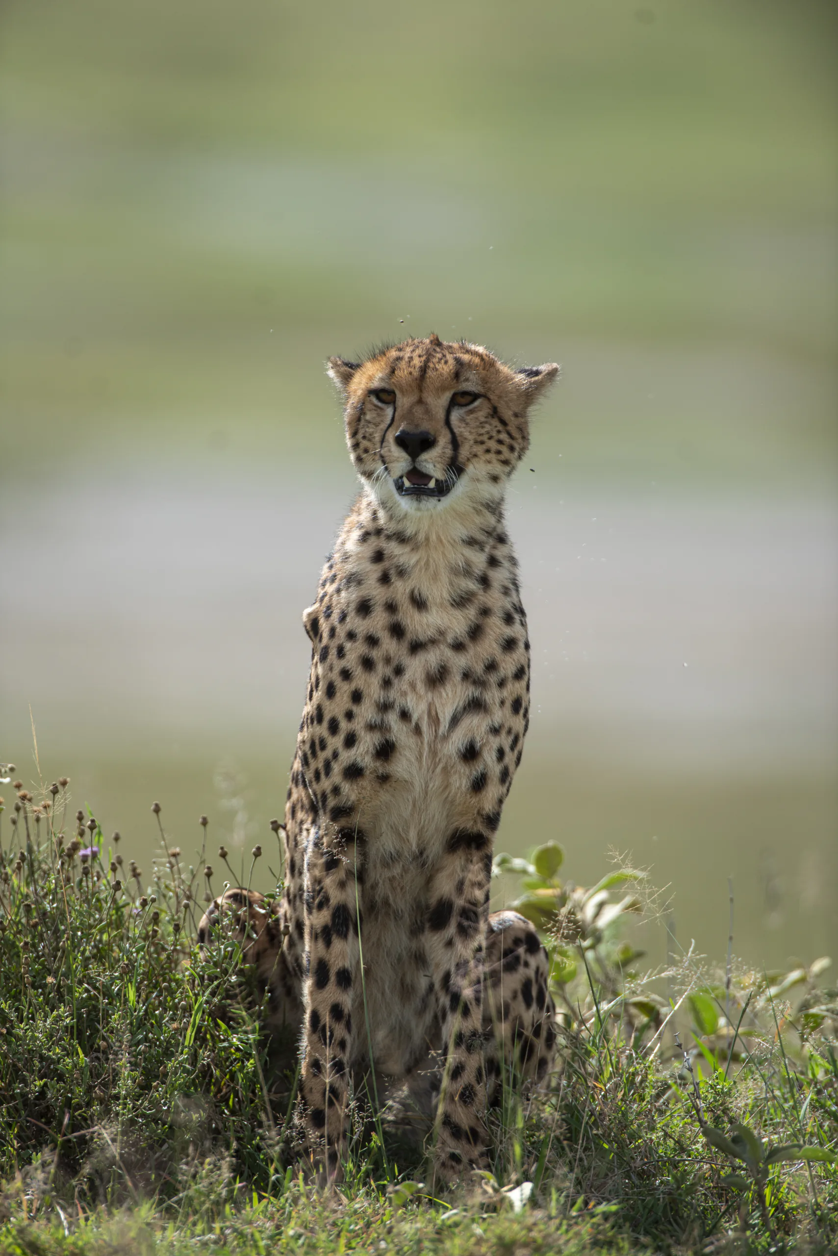A cheetah resting in the grasses of northern Tanzania