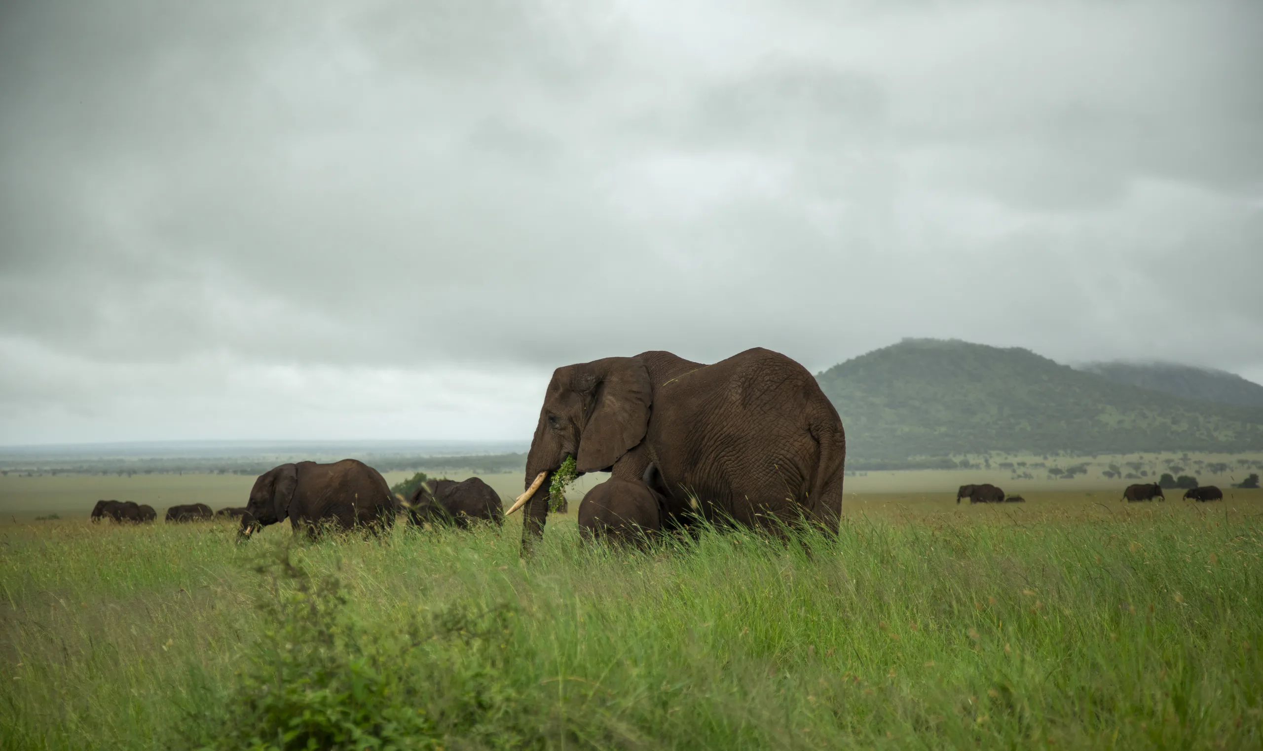 Elephants gathered beneath baobab trees in Tarangire