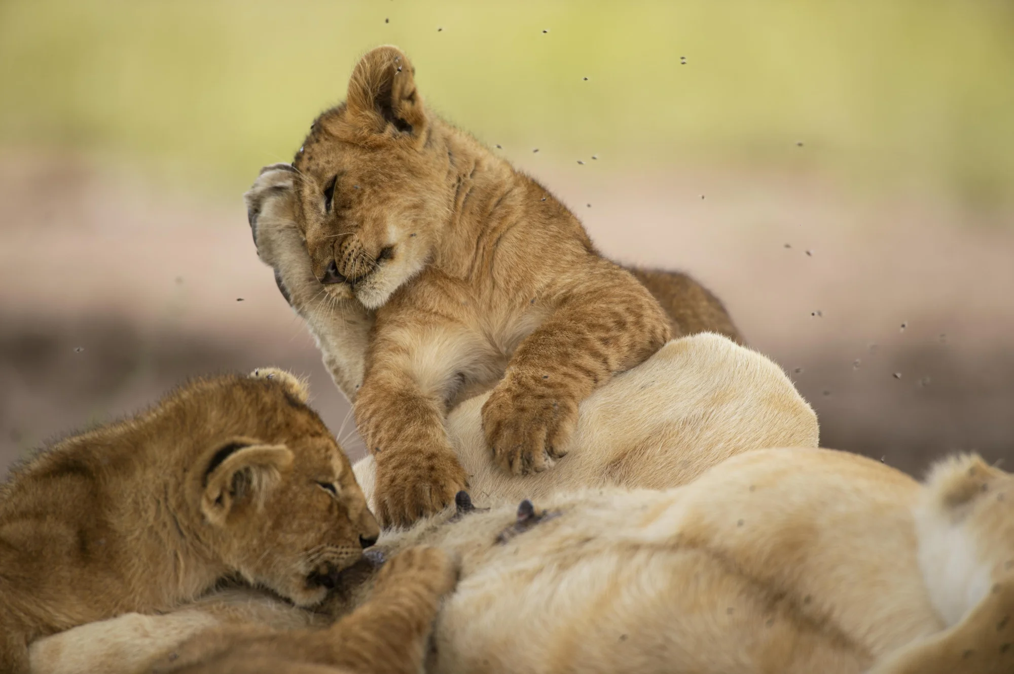 Family Safari