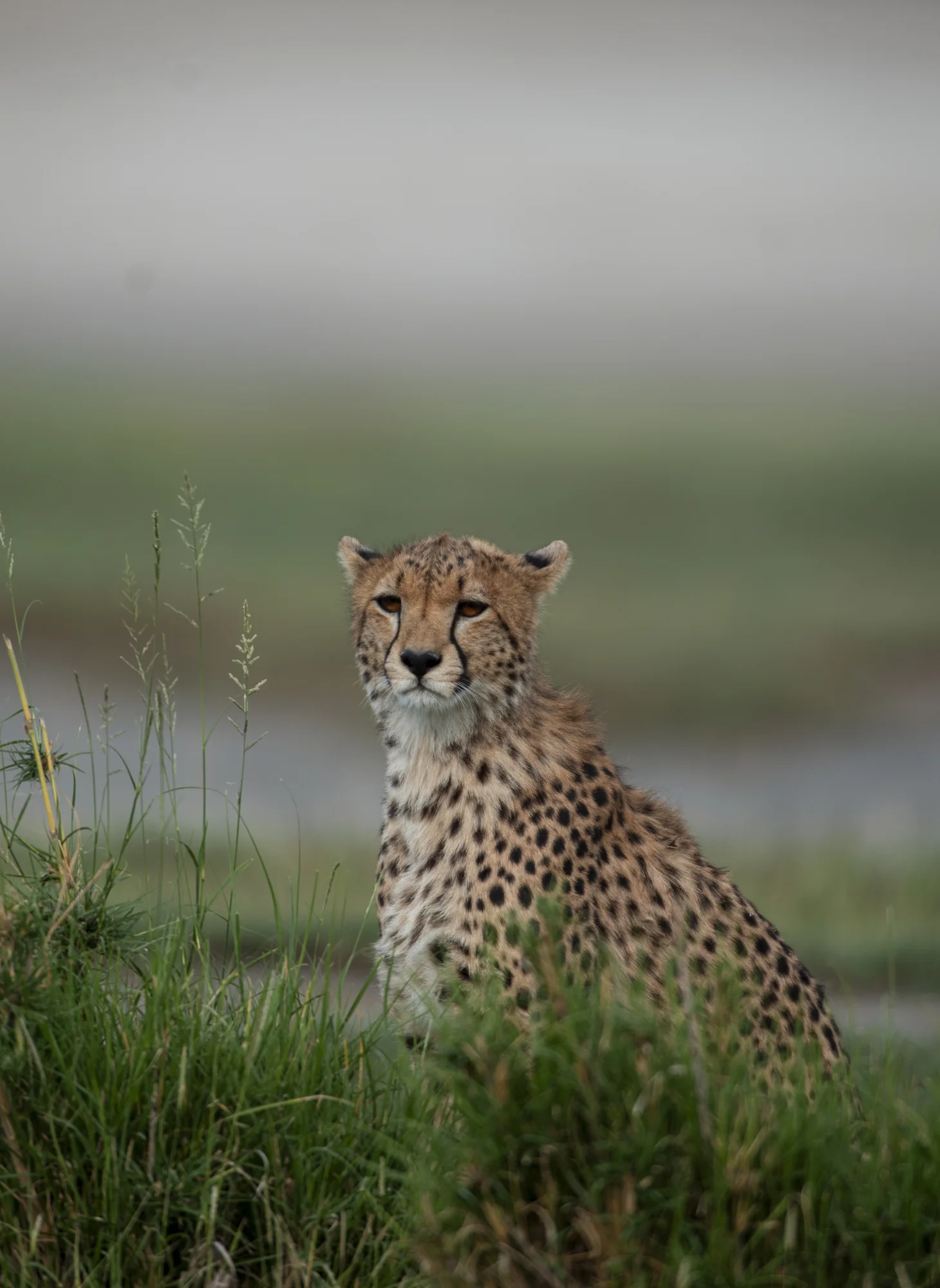 10-day extended safari in Tanzania