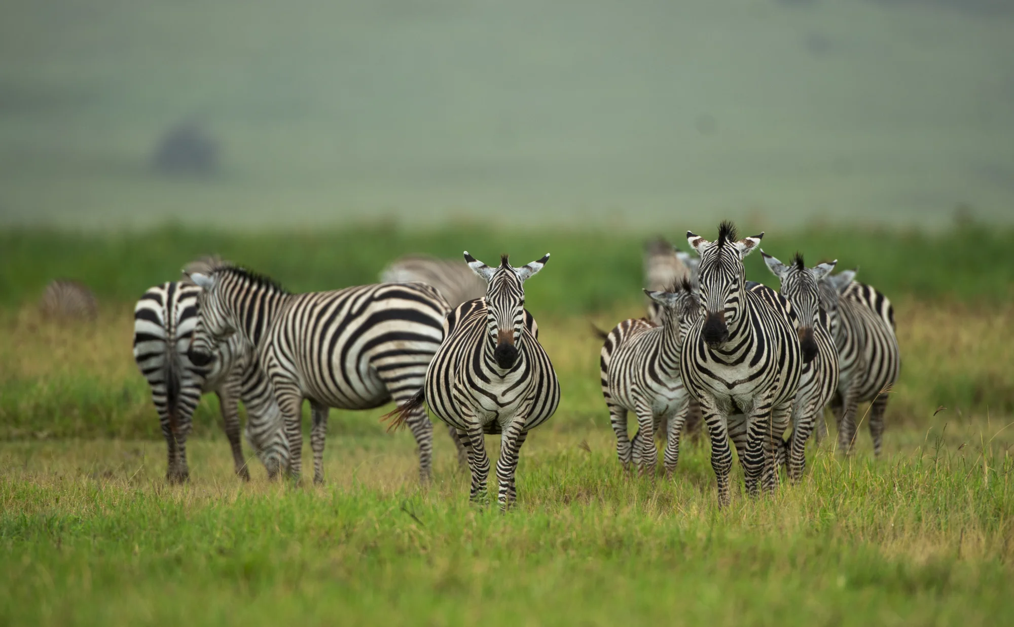 A herd of zebras standing together in green grass