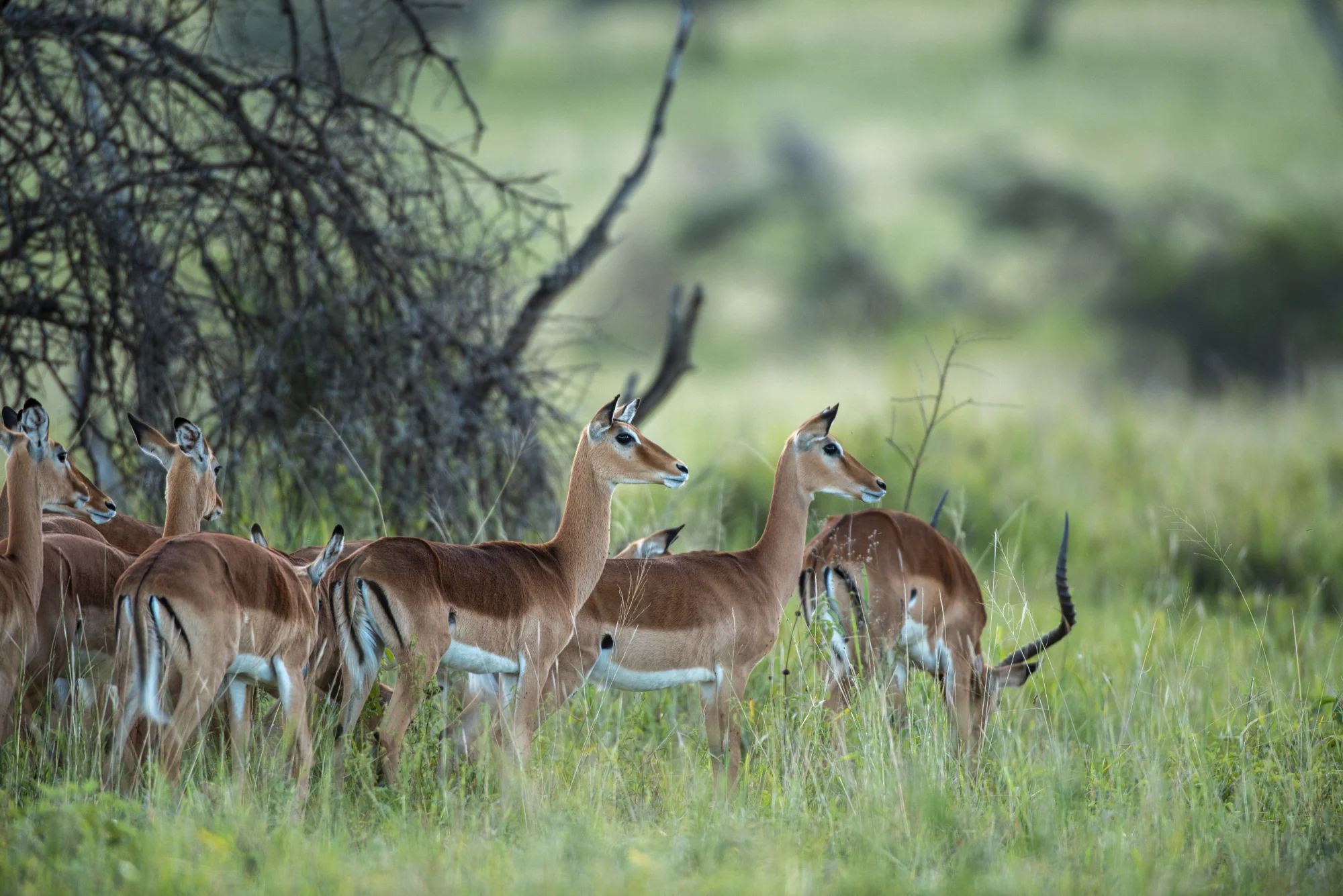A herd of antelope standing together beneath trees