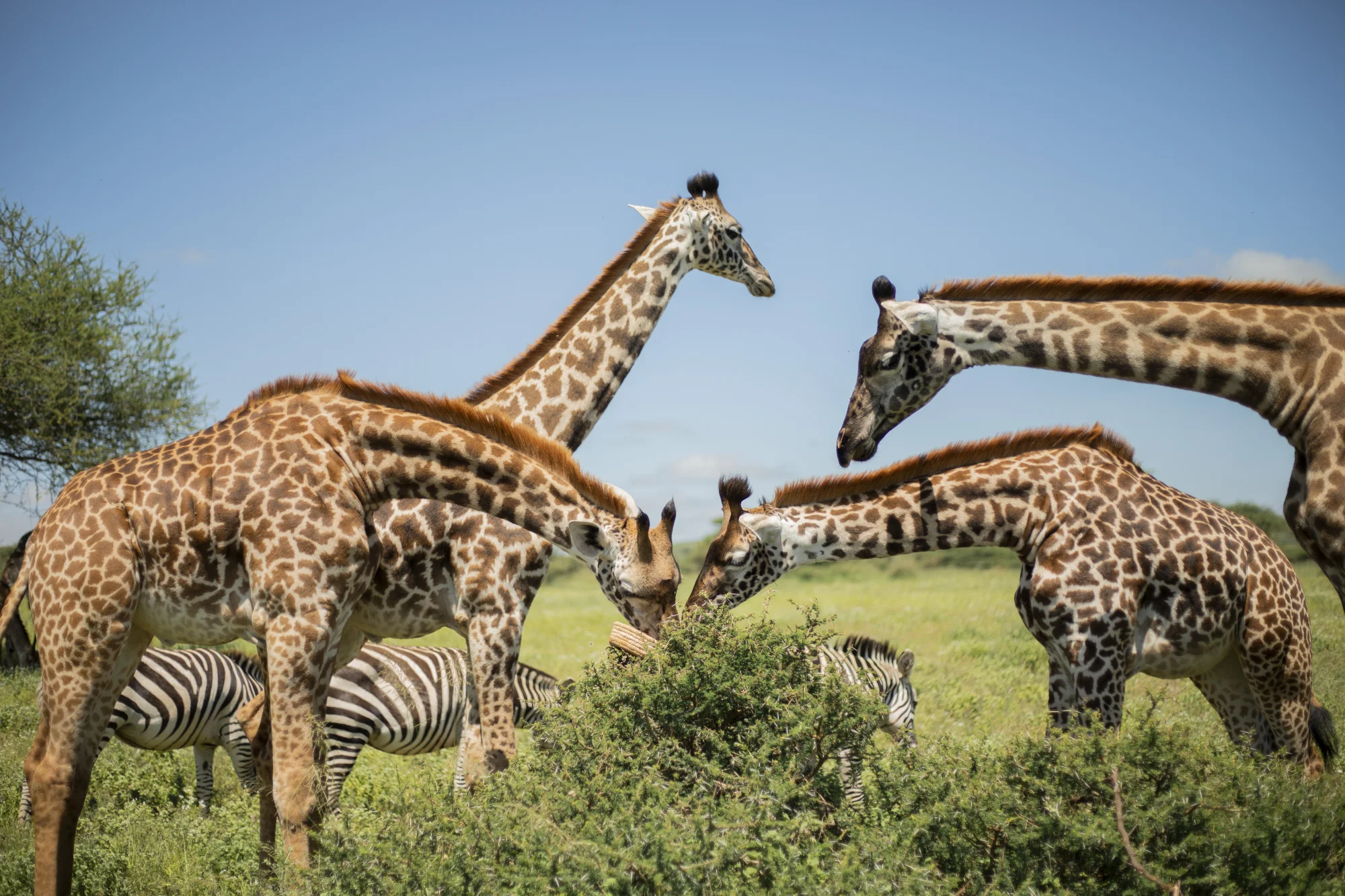 Giraffes and zebras gathered around green shrubs on safari