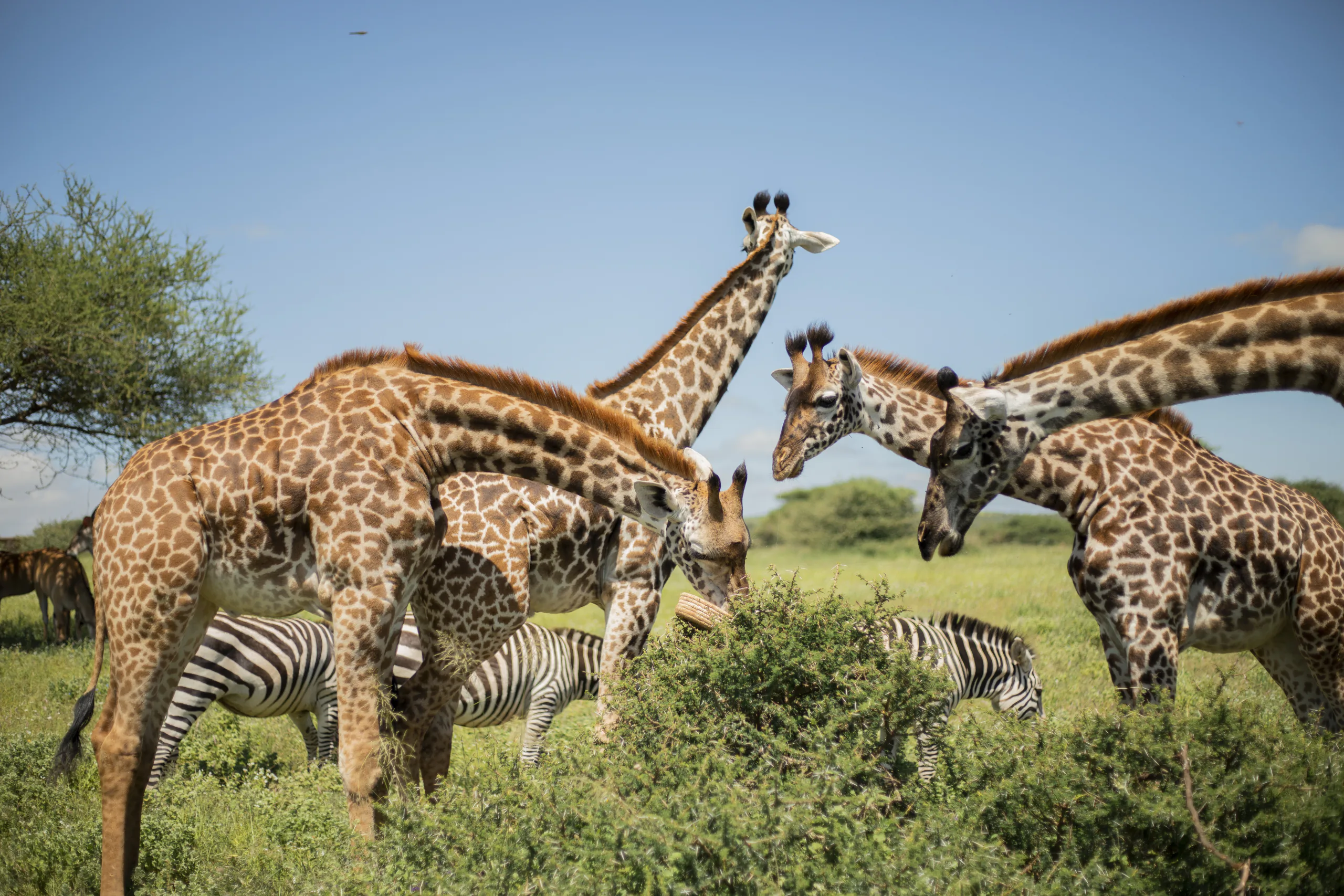 Safari experience with clients